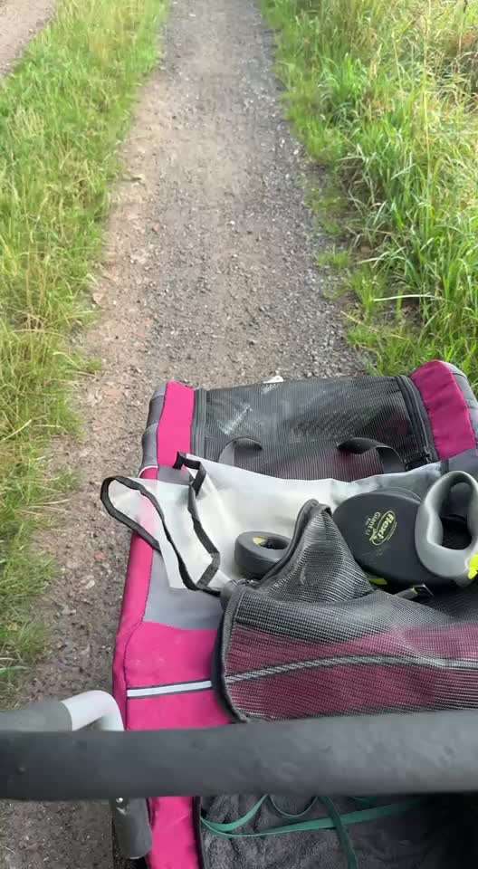 Katzen Spaziergang-Beitrag-Bild