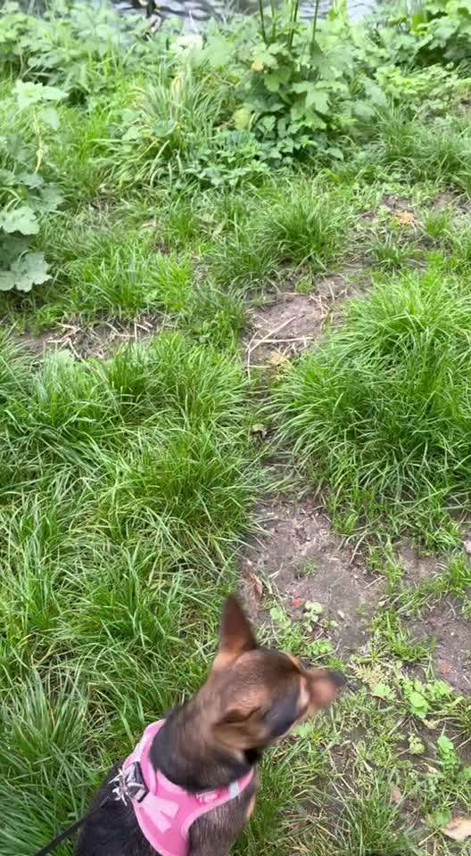 Impulskontrolle Challenge Nr 20: Jagdreiz/Bewegungsreiz aushalten-Beitrag-Bild