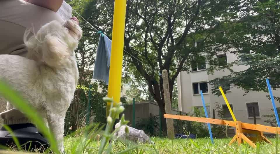 56. Gemeinsames Tricktraining : einein Gegenstand  ruckwärts umrunden-Beitrag-Bild