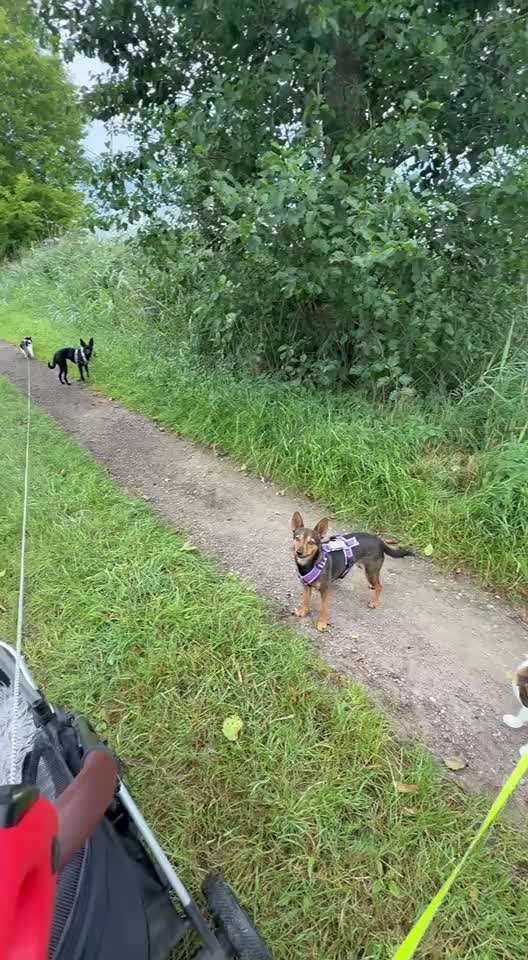 93. Gemeinsames Tricktraining VOR-Beitrag-Bild