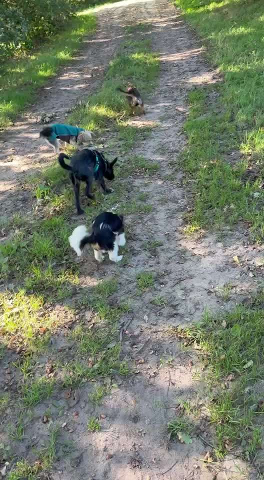 61. impulskontroll  Übung  : schnüffeln aber mit Pause-Beitrag-Bild