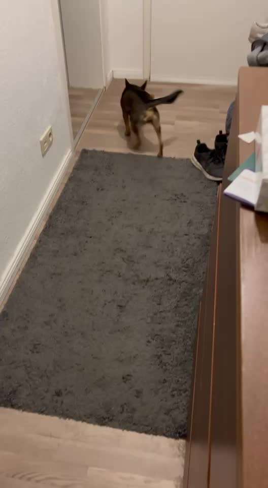 Handy Video Challenge Nr. 39- Bellen u.s.w.-Beitrag-Bild