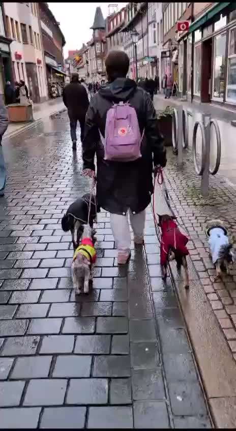 Wie viele Hunde ist für euch genug?-Beitrag-Bild