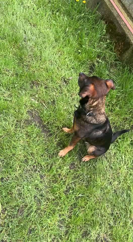 Hunde mitnehmen-Beitrag-Bild