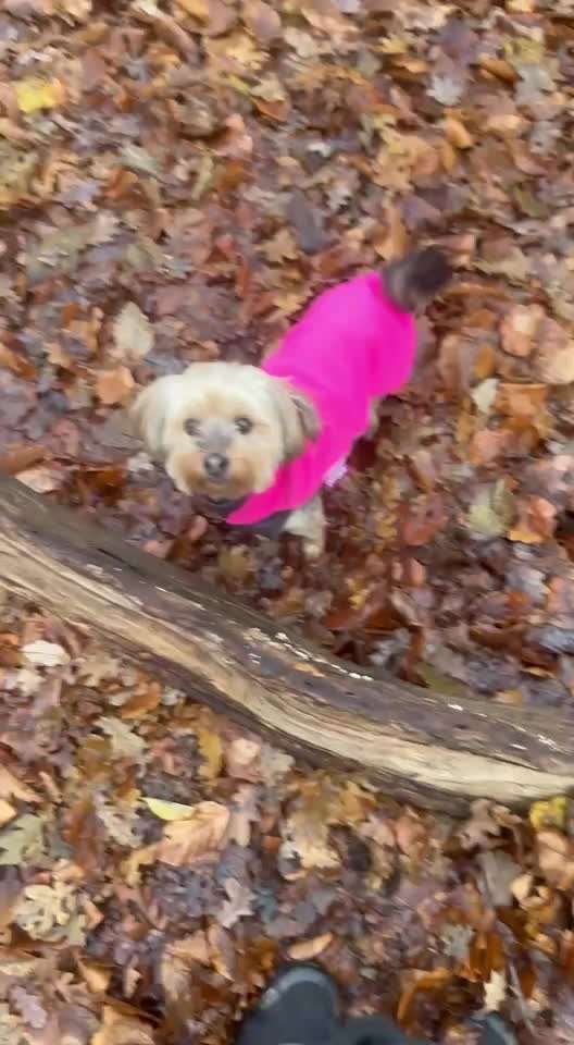 81. Trickspiel Hangeln-Beitrag-Bild