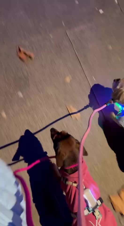 47. Impulskontroll Übung - Leinenführigkeit-Beitrag-Bild