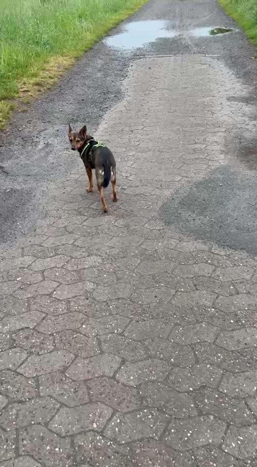 53. Impulskontroll übung- Bewegungsreize-Beitrag-Bild