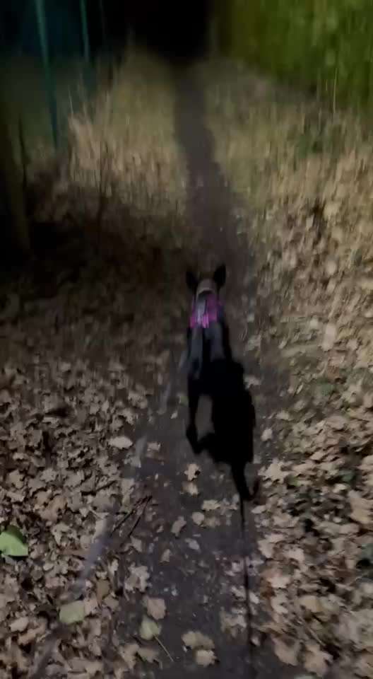 Mantrailing - wer hat damit Erfahrung ?-Beitrag-Bild