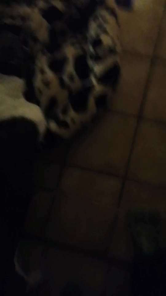 Französische Bulldoggen-Beitrag-Bild