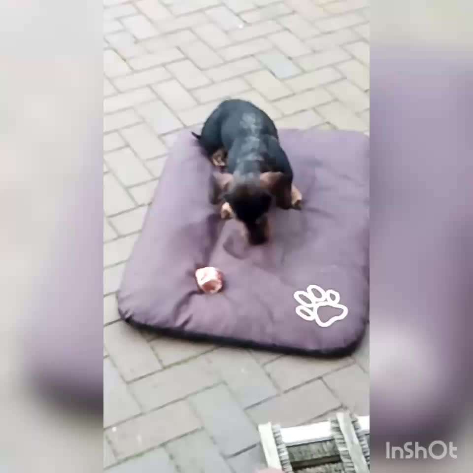 Zeigt hier Euer liebstes Video Eurer Hunde-Beitrag-Bild