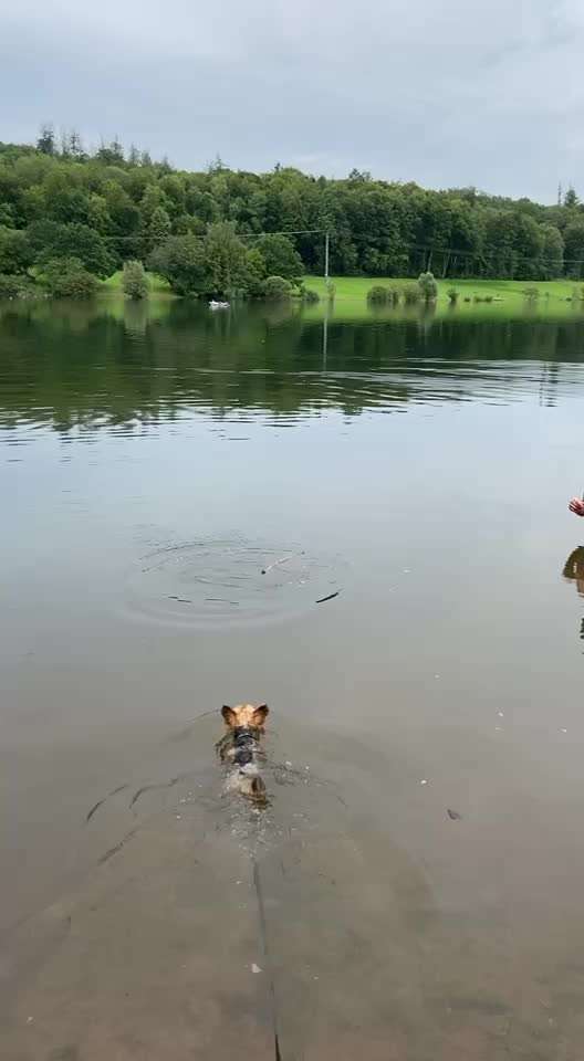 Sicheres Schwimmen mit Hund - Eure Erfahrungen und Tipps-Beitrag-Bild