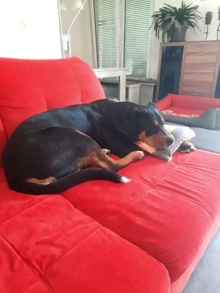 Schweizer Sennenhunde-Beitrag-Bild