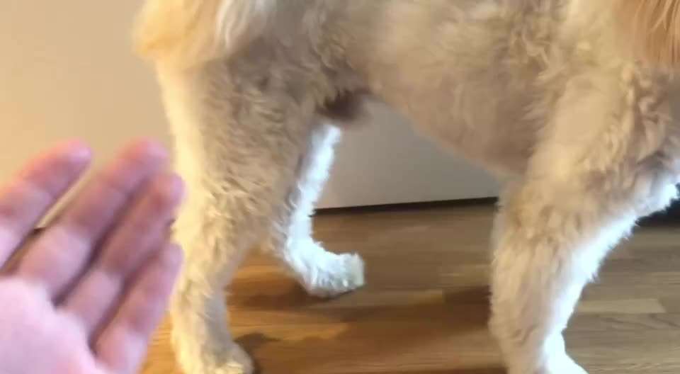 34. Trick Challenge: Pfötchen geben - alle viere!-Beitrag-Bild