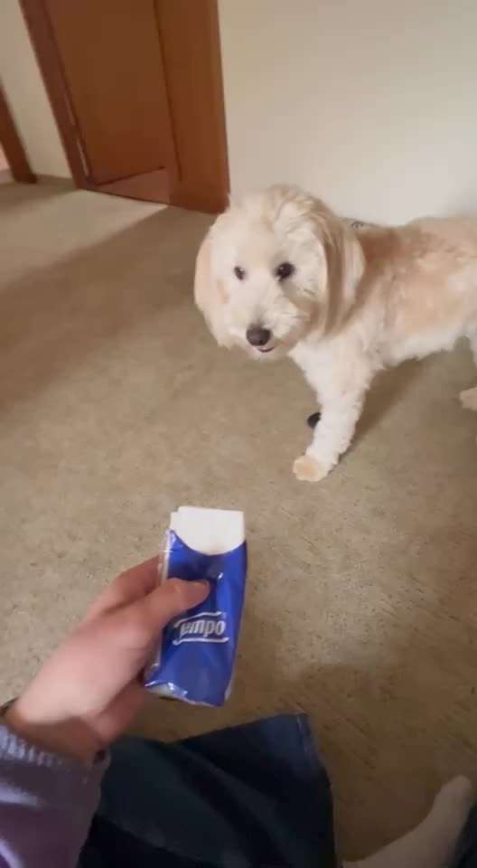 48. Papiertücher ziehen und bringen-Beitrag-Bild