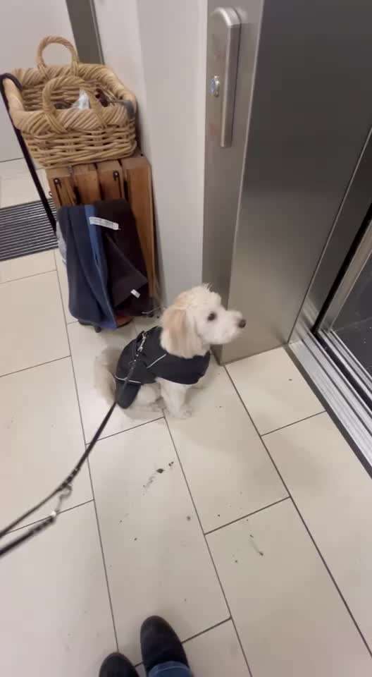 28.Imulskontrollübung             ,,Fahrstuhl fahren ,,-Beitrag-Bild