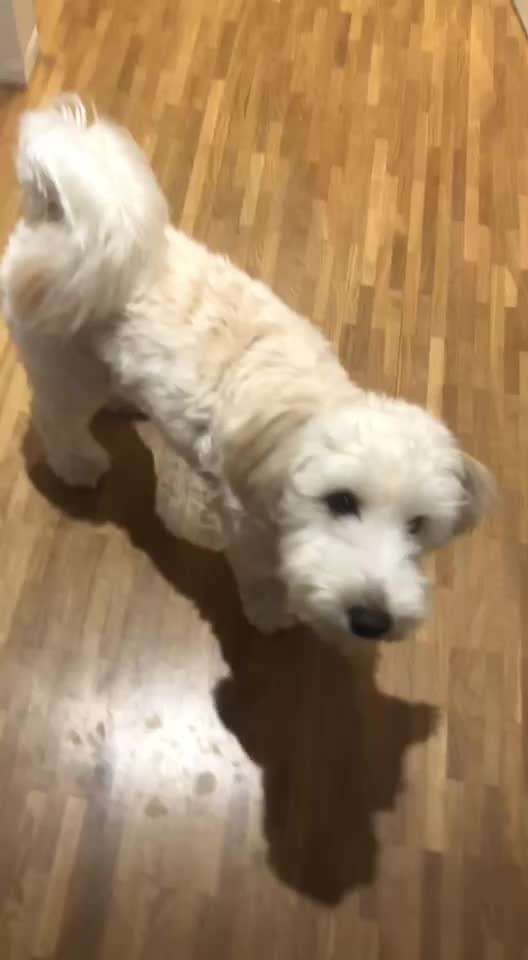 Trick Spiel - ich packe meinen 11. Koffer-Beitrag-Bild