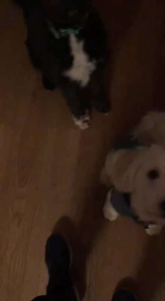 Hunde Memes-Beitrag-Bild