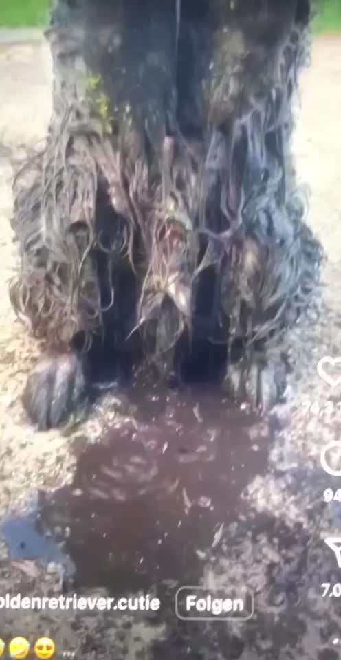 Hunde Memes-Beitrag-Bild