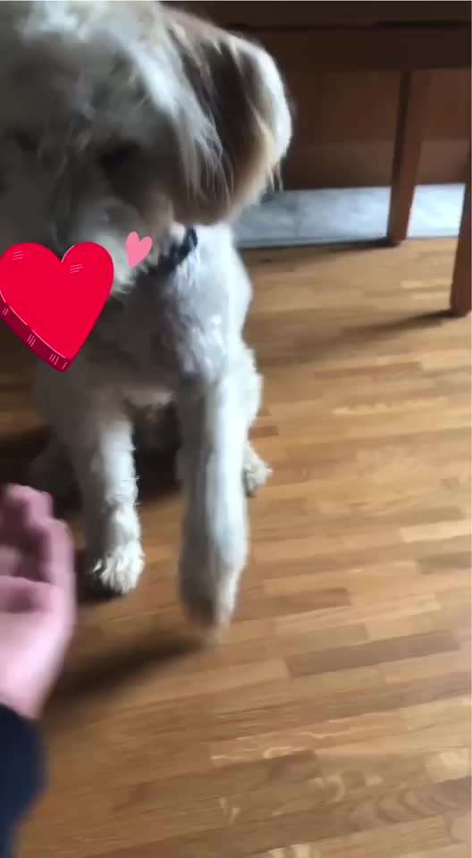 34. Trick Challenge: Pfötchen geben - alle viere!-Beitrag-Bild