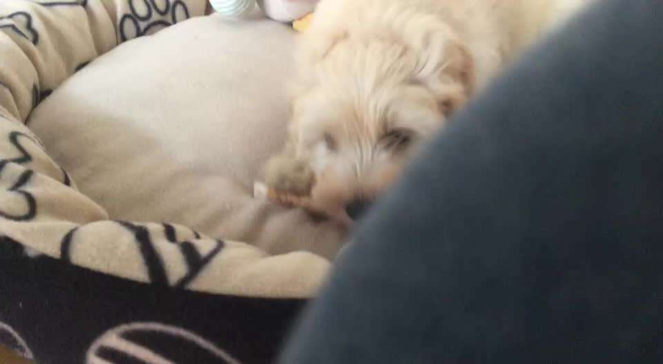 Video - Challenge Nr. 16 - Dein Hund als Welpe-Beitrag-Bild
