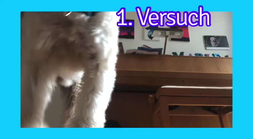 34. Trick Challenge: Pfötchen geben - alle viere!-Beitrag-Bild