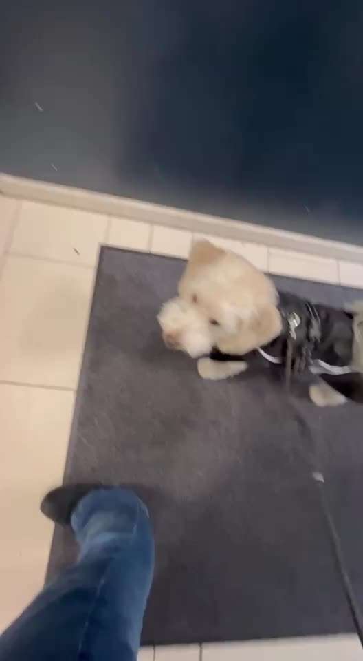 28.Imulskontrollübung             ,,Fahrstuhl fahren ,,-Beitrag-Bild