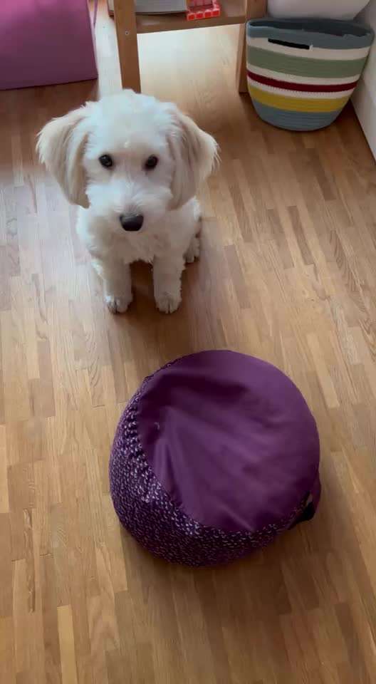 44.Tricktraining ,, Pfote auf Target,,-Beitrag-Bild