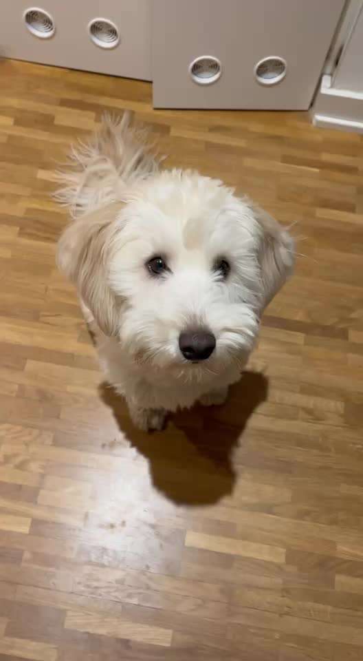 46. Tricktraining Rolle-Beitrag-Bild