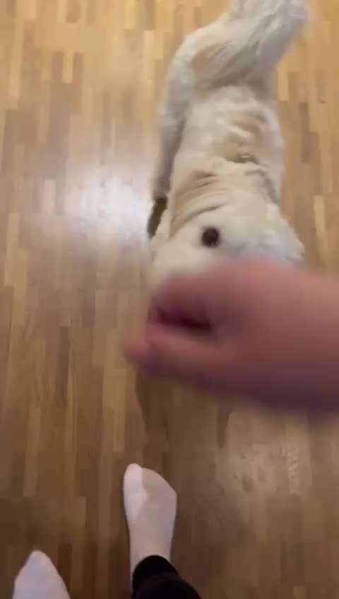 Trickchallenge - ich packe meinen 6. Koffer-Beitrag-Bild