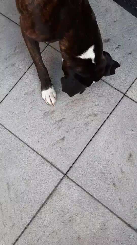 Deutsche Boxer-Beitrag-Bild