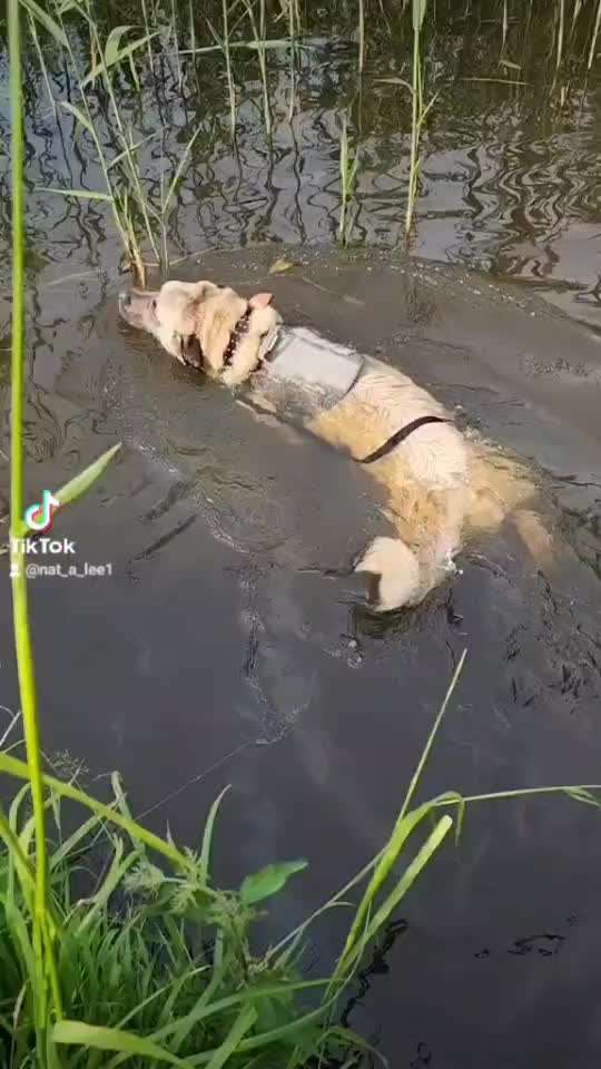 50. Video Challenge - Wasserscheu oder nicht-Beitrag-Bild