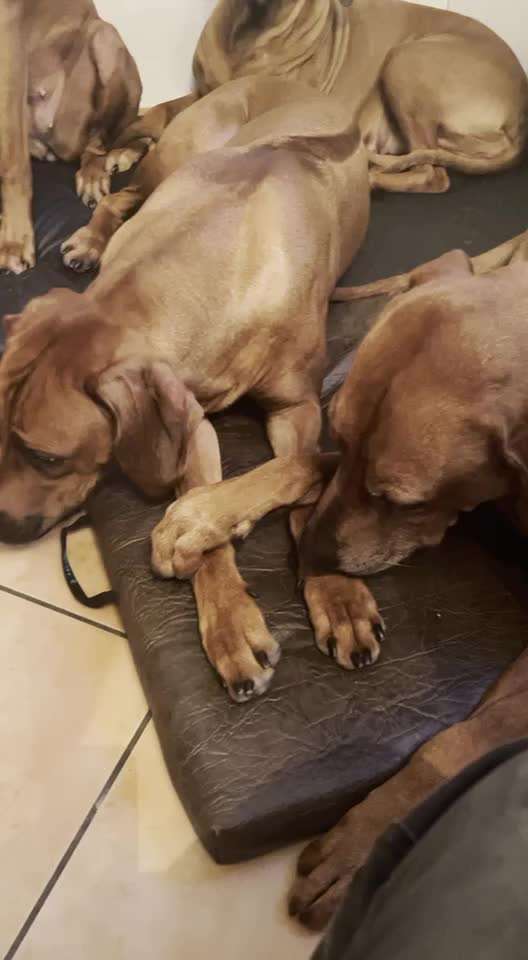 Rhodesian Ridgeback-Beitrag-Bild