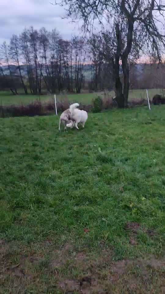 Herdenschutzhunde-Beitrag-Bild