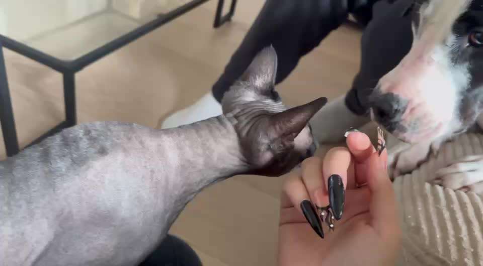 Hund und Katze verhalten-Beitrag-Bild