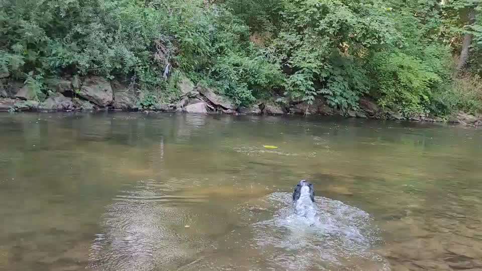 Cocker Spaniel-Beitrag-Bild