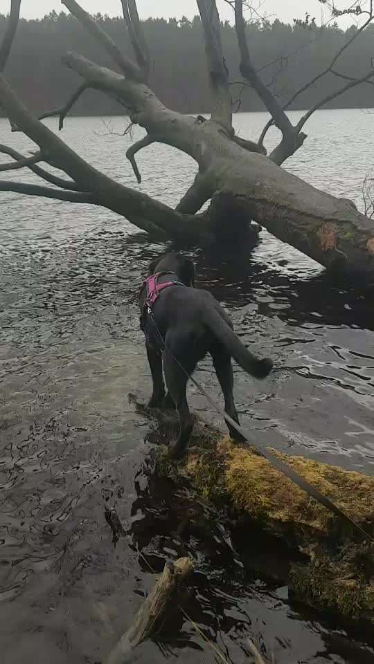 Dogorama Video Challenge: Lustige Wasser Videos-Beitrag-Bild