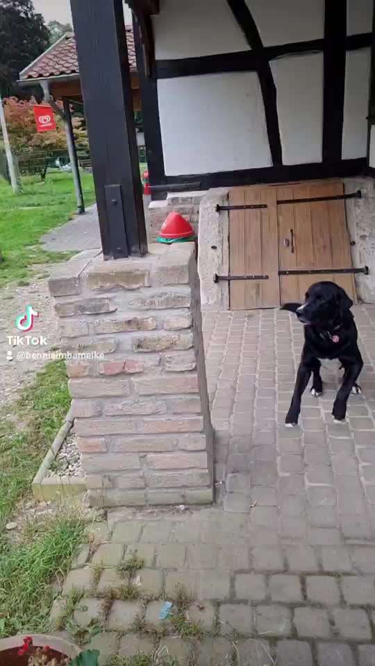 Appenzeller Sennenhunde-Beitrag-Bild