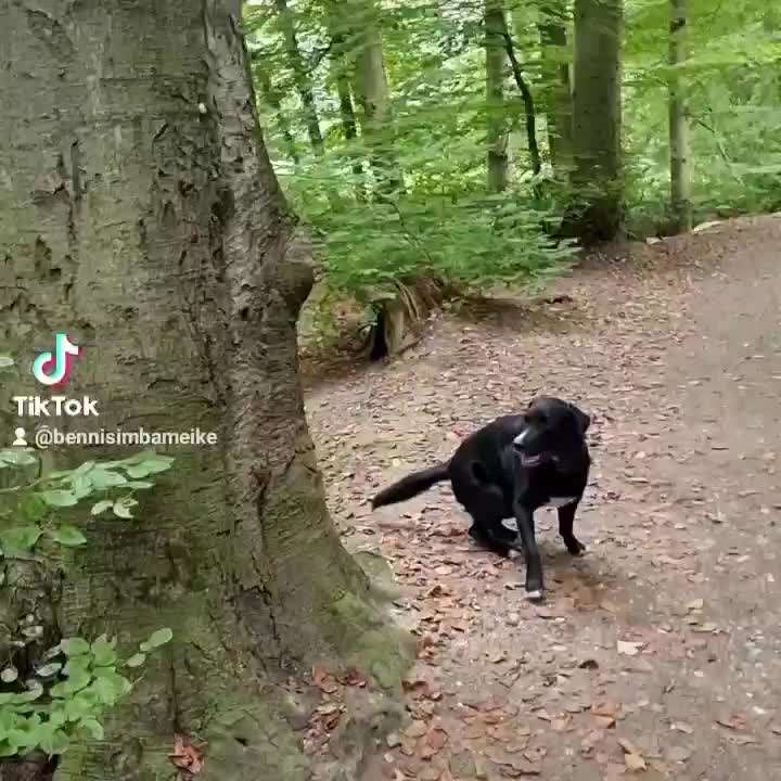 Appenzeller Sennenhunde-Beitrag-Bild