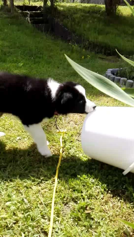 Welpen Bilder !-Beitrag-Bild