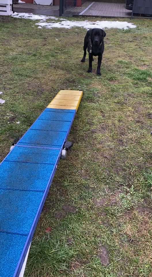 Gibt es Agility Fans unter uns ?-Beitrag-Bild