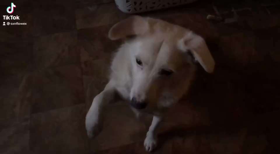 Dem Hund Beifuß beibringen-Beitrag-Bild