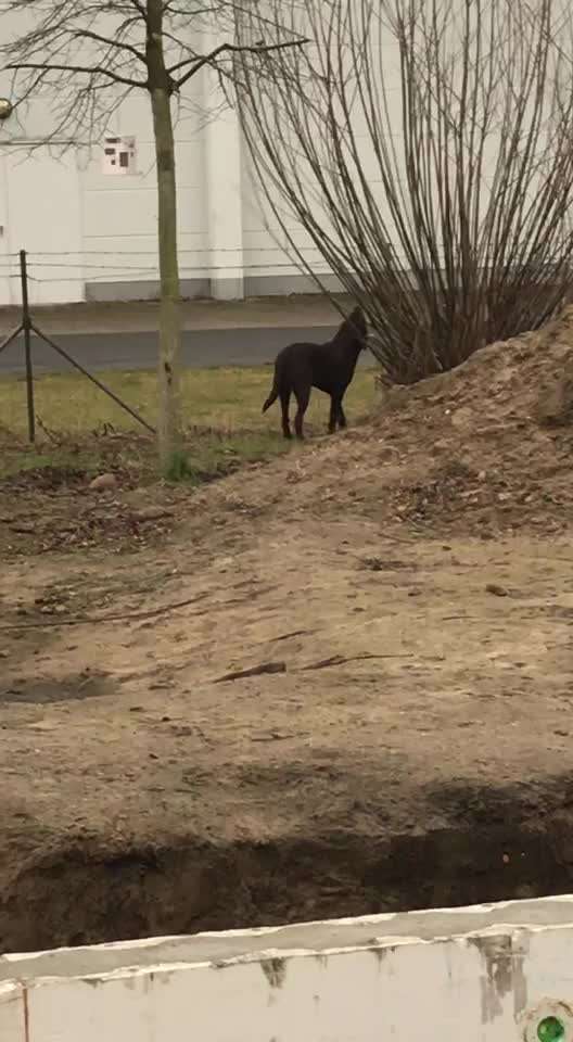 Wo sind meine Labrador Freunde-Beitrag-Bild