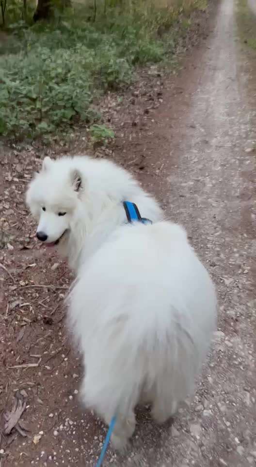 Samojede-Beitrag-Bild