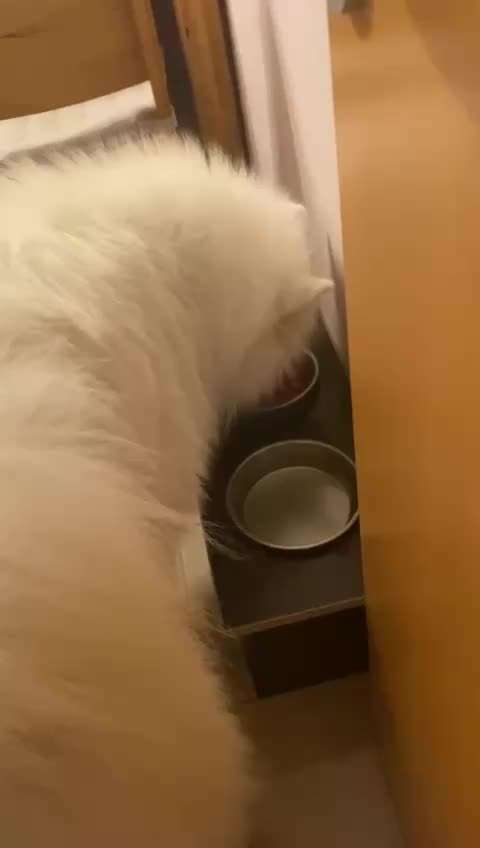 Samojede-Beitrag-Bild