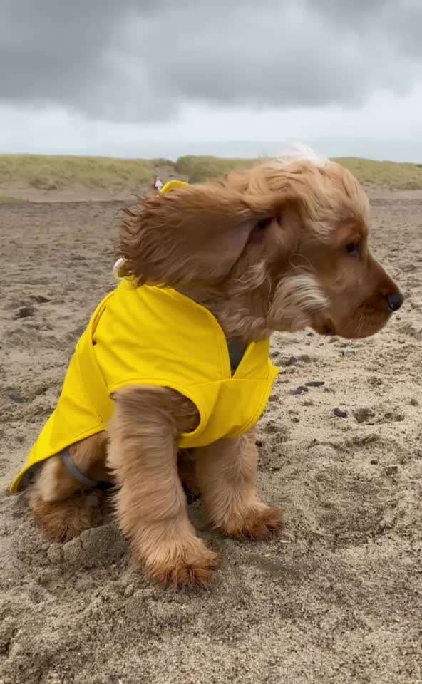 Hunde im Urlaub-Beitrag-Bild