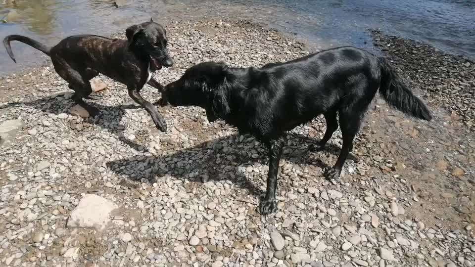 Reinrassige Hunde?-Beitrag-Bild