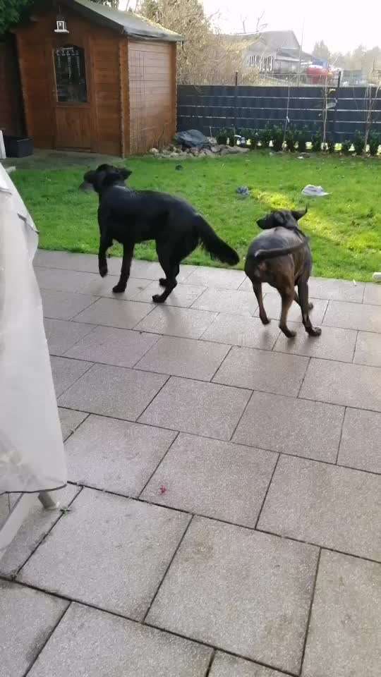 BIG LOVE :) mit 2 Hunden❣️-Beitrag-Bild