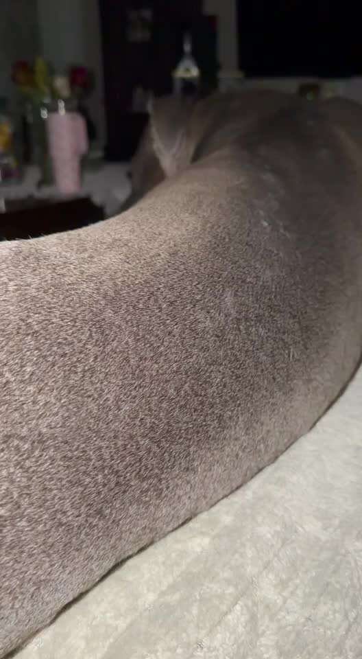 Hautprobleme bei American Bully XL-Beitrag-Bild