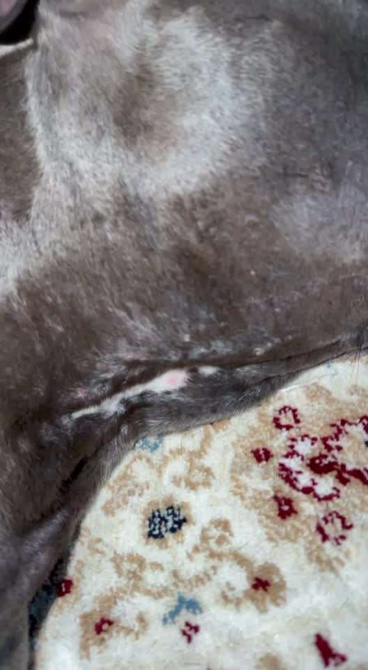 Hautprobleme bei American Bully XL-Beitrag-Bild