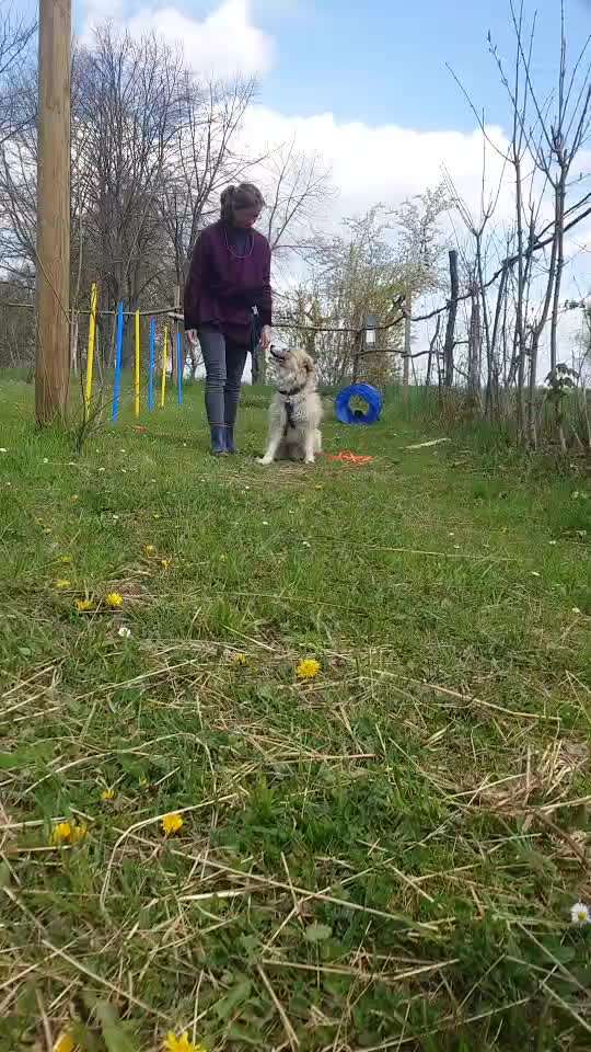 Trick Challenge Nr. 28: Slalom rückwärts-Beitrag-Bild